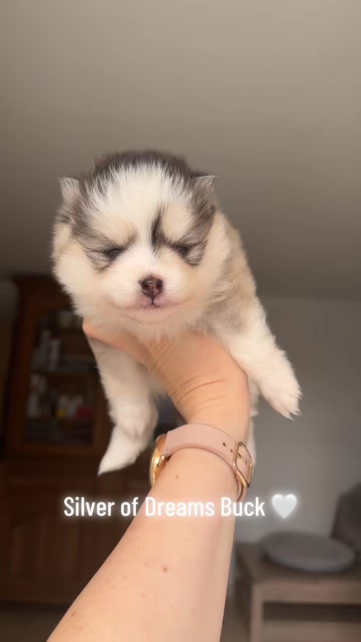 @MCO & POMSKY
