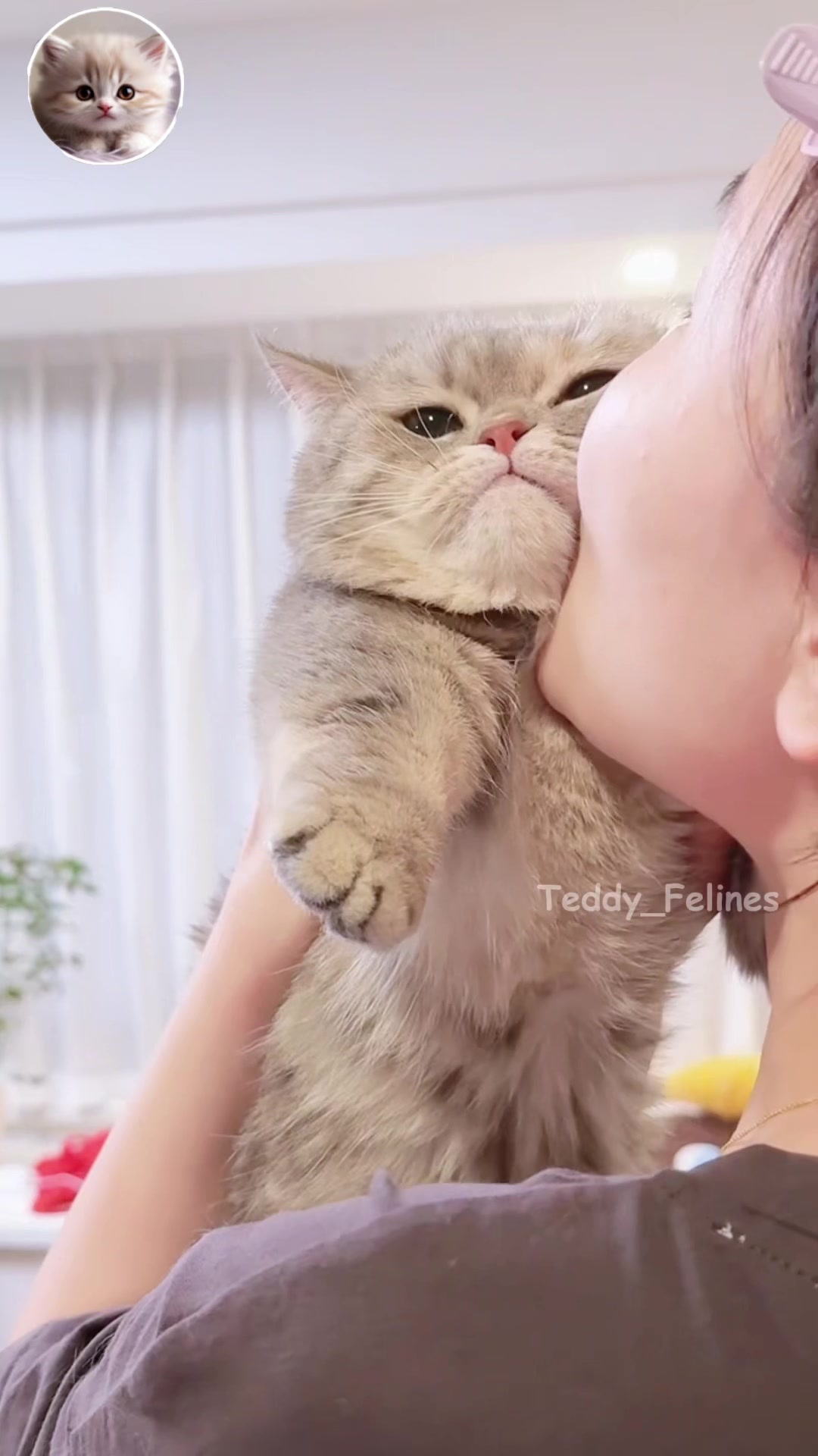 @Teddy_Felines 🧸🐾