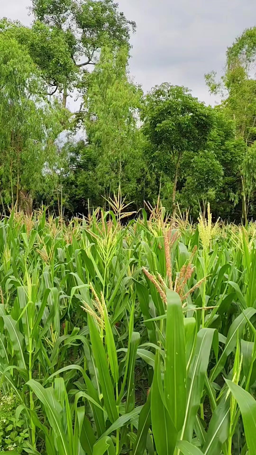 @Arun Chandra Ray | Nature Vibe