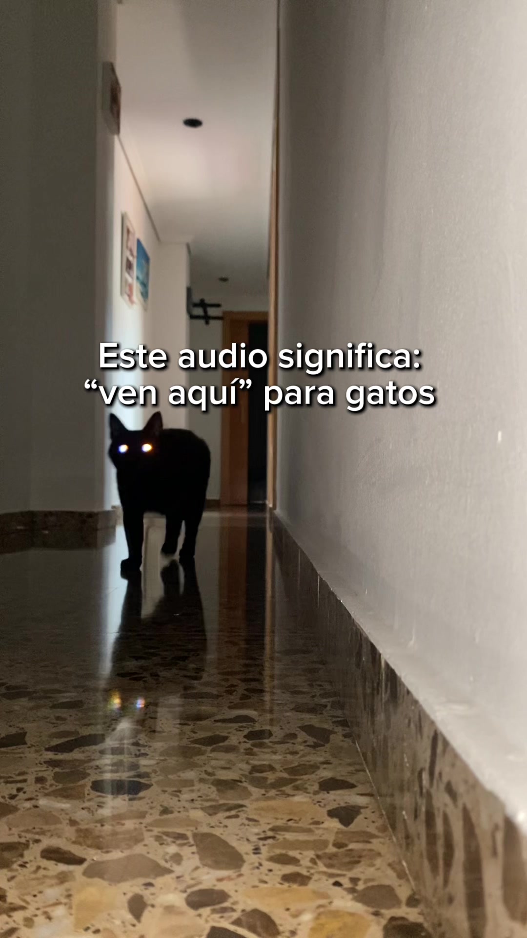 @BlackCatsMatter