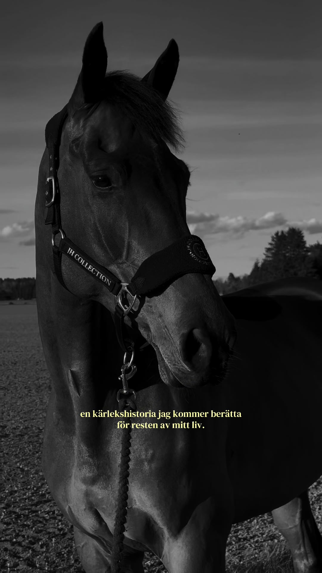 @Elin Olofsson 🦋