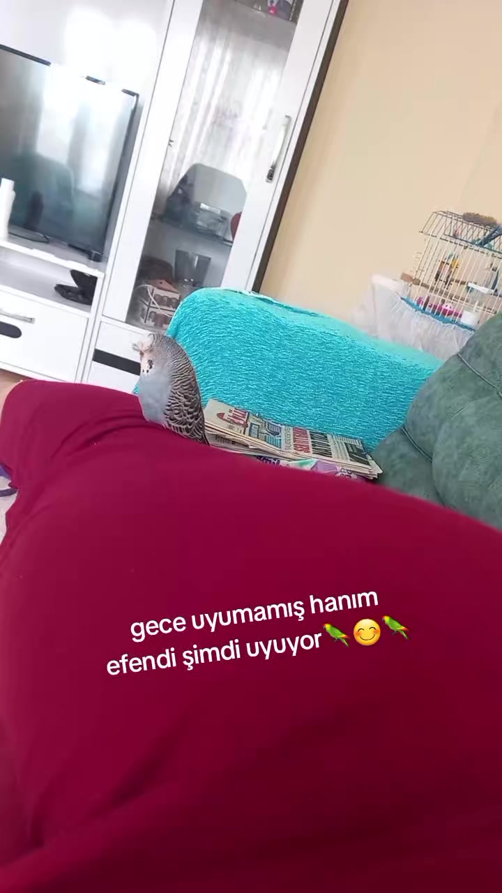 @Serpil Karaman