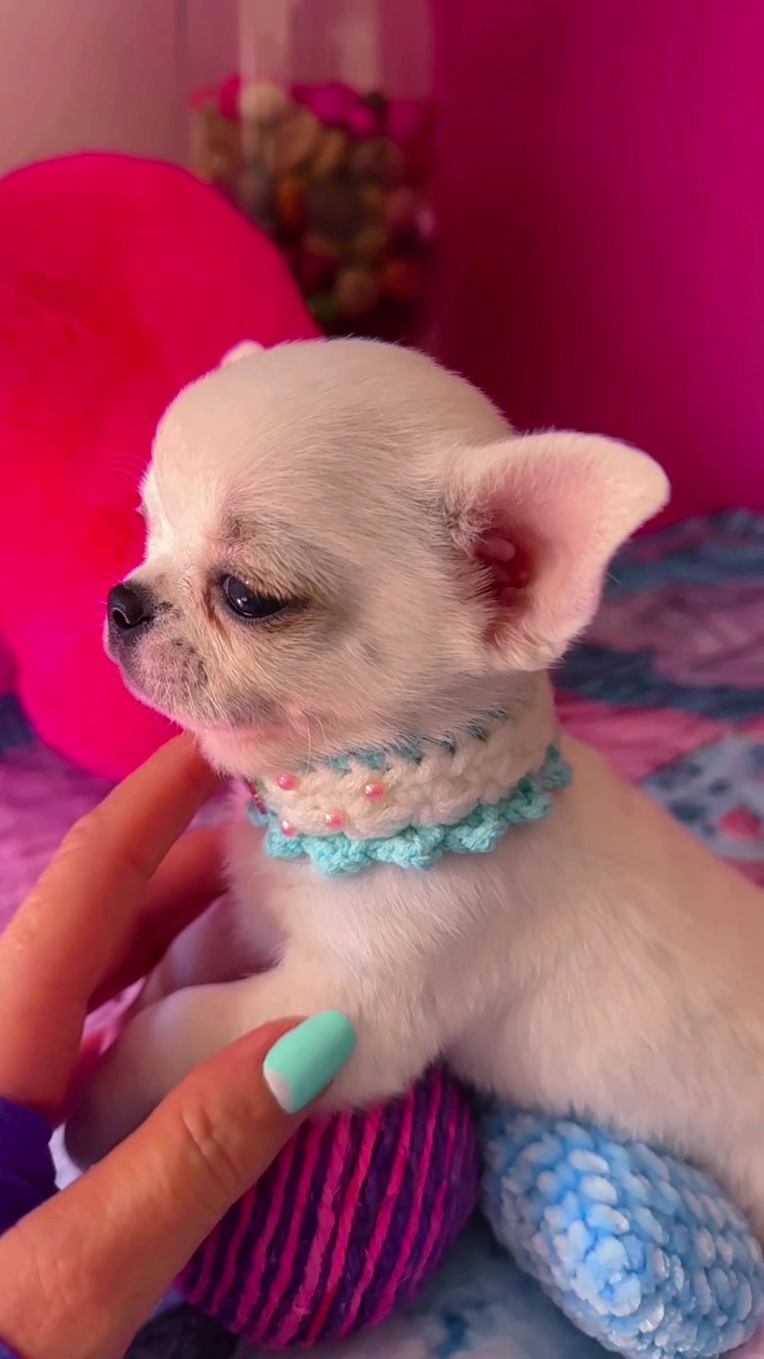 @Xhiana Chihuahuas. 🇪🇸