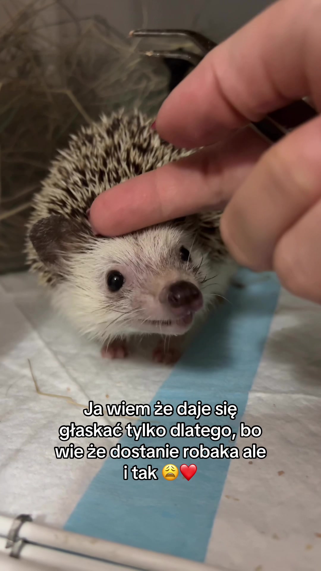 @𝐸𝓌𝑒[𝓁𝒾𝓃𝓀𝒶] 🧿🦔🍓