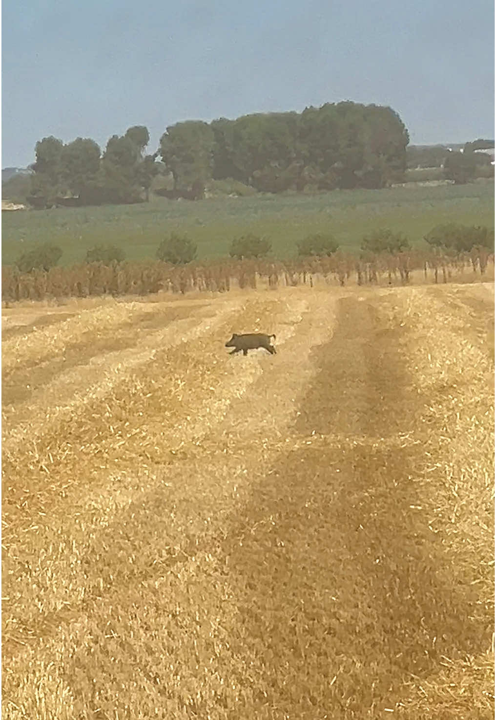 @Jota Agricultura