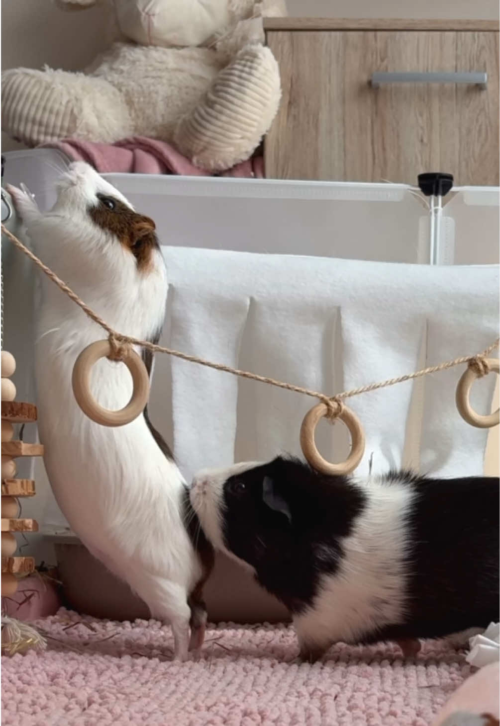 @friendly_guinea_pigs
