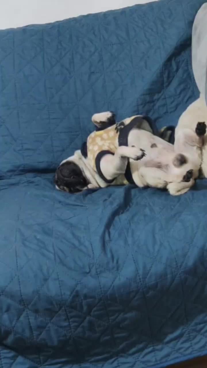 @pug.lovers53