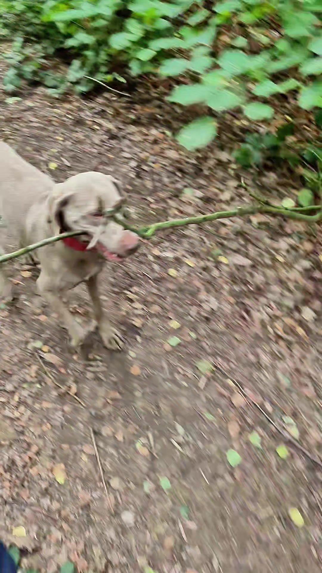 @Sabsky weimaraners