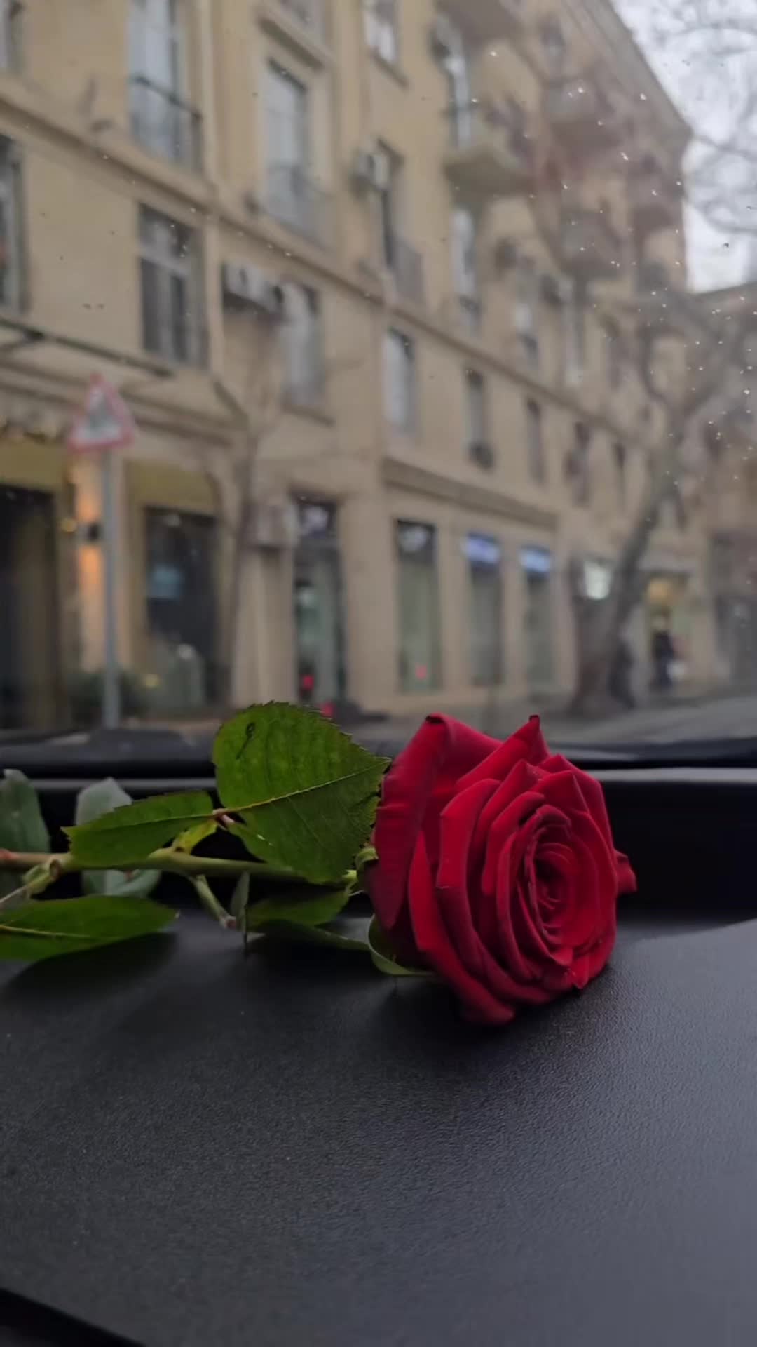 @Elvira Beganovic