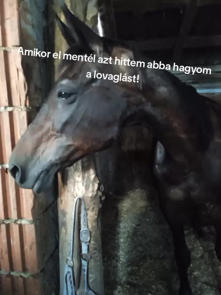 @🌲Ga&aacute;l Vanda🌲