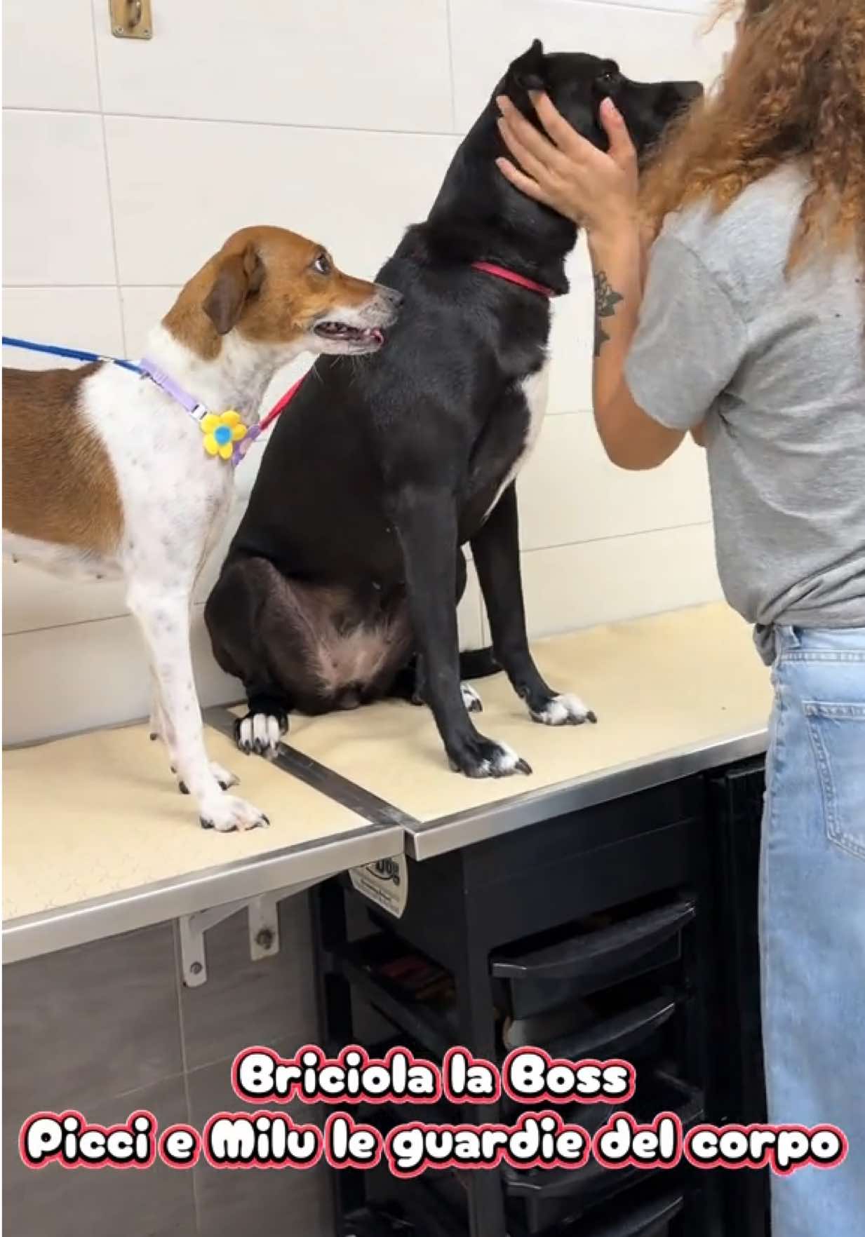 @NewDog Toelettatura & Pet Shop