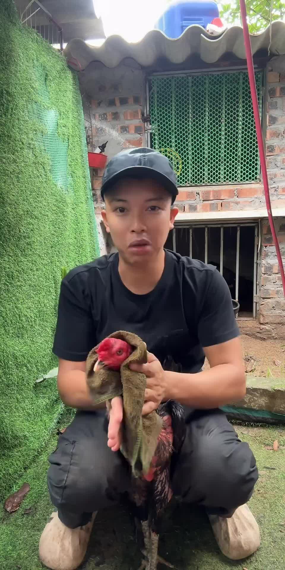 @Thuần Gà Chọi