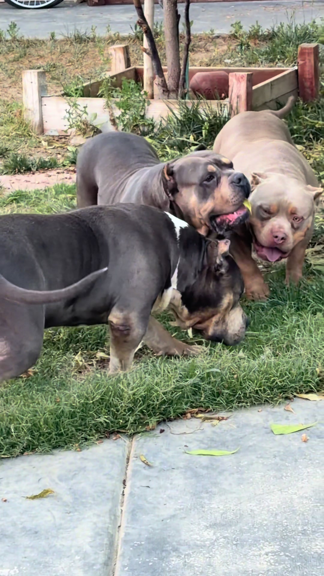 @@Dublinekennels