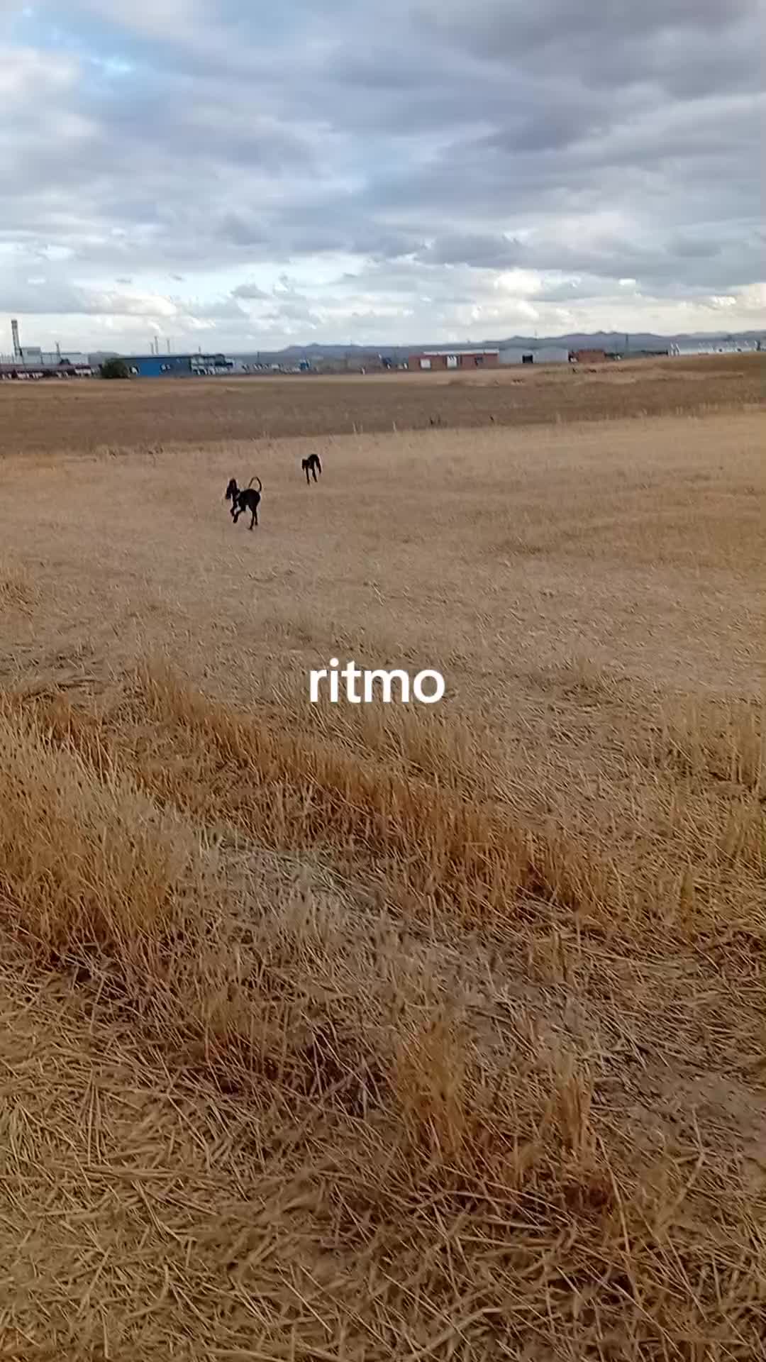 @cocodrilo