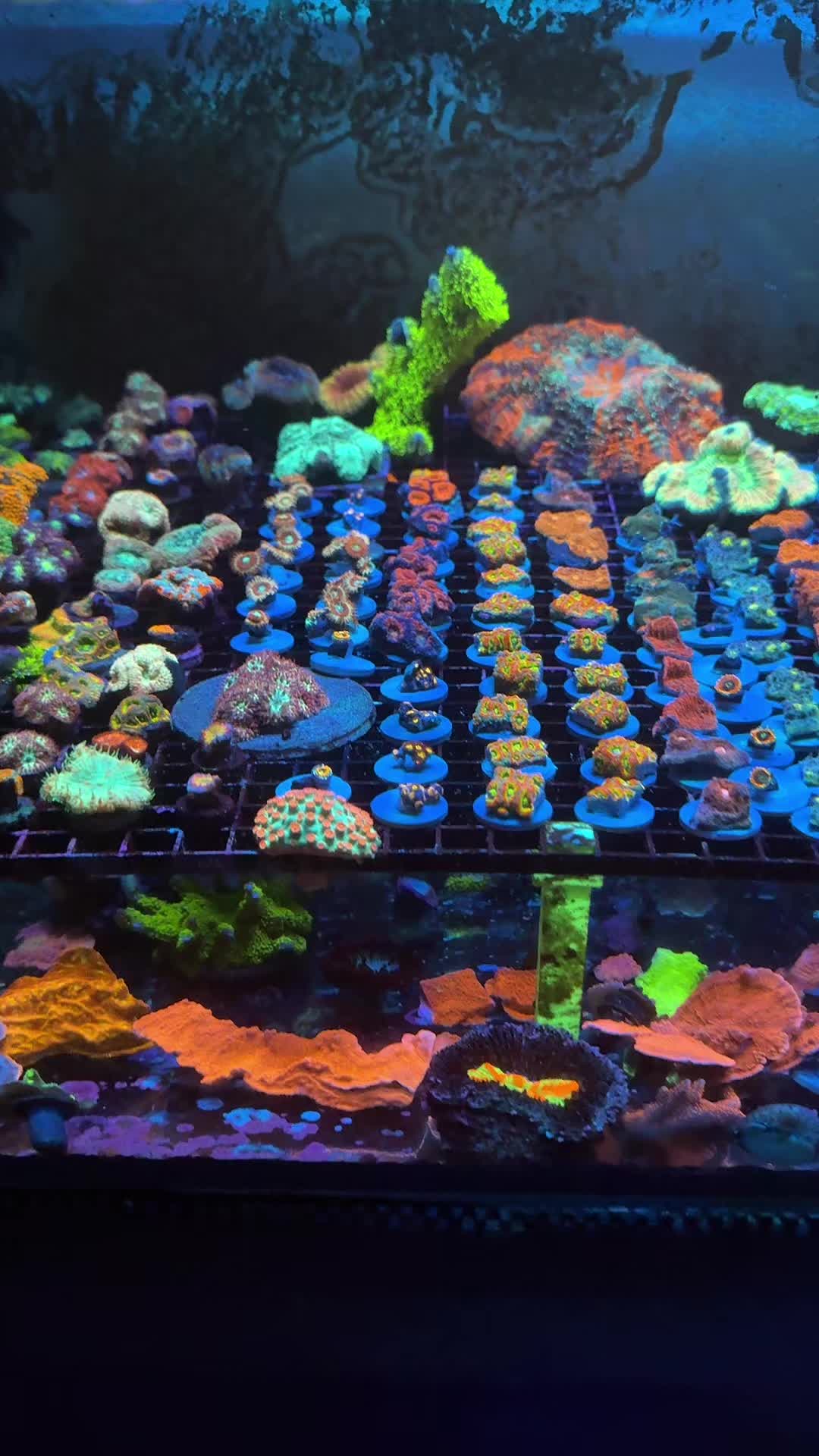 @Cali_Coral_Connect_hxa
