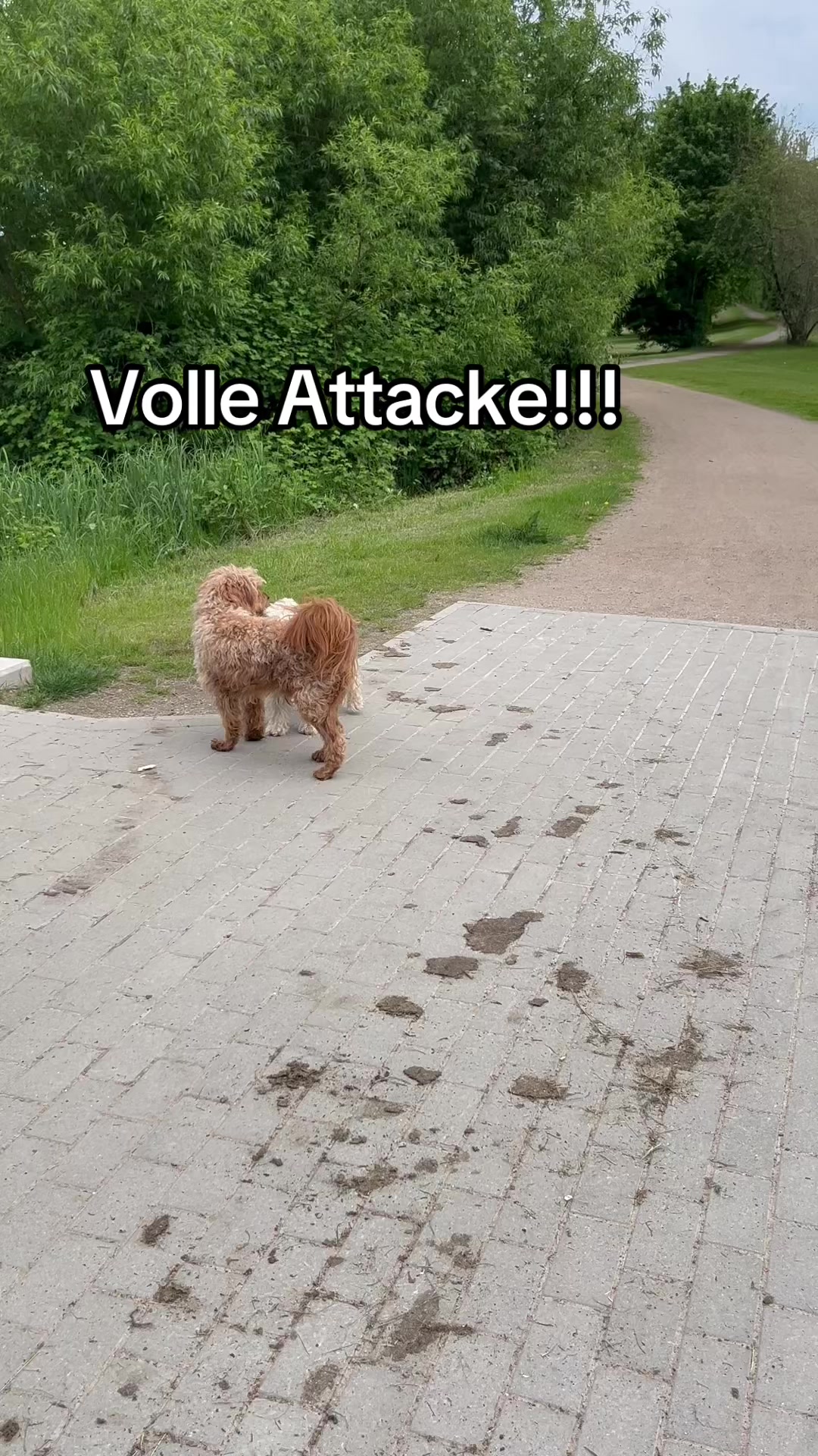 @DogMilow