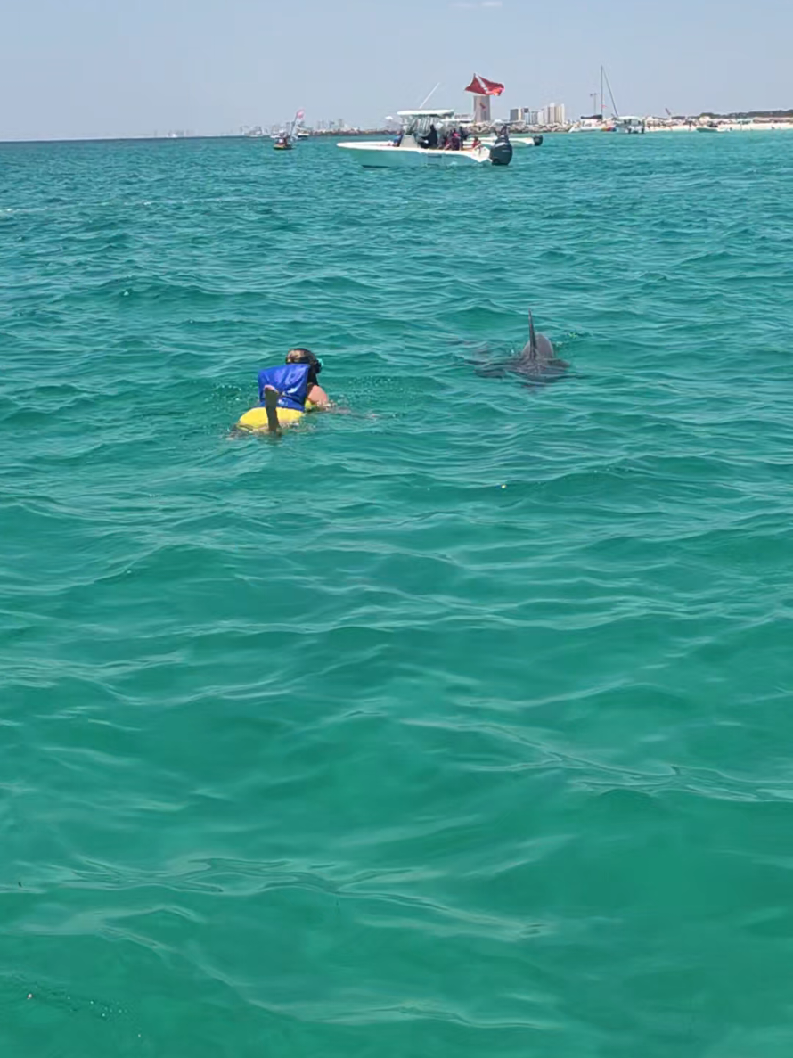 @Shell Island Dolphin Tours 🐬