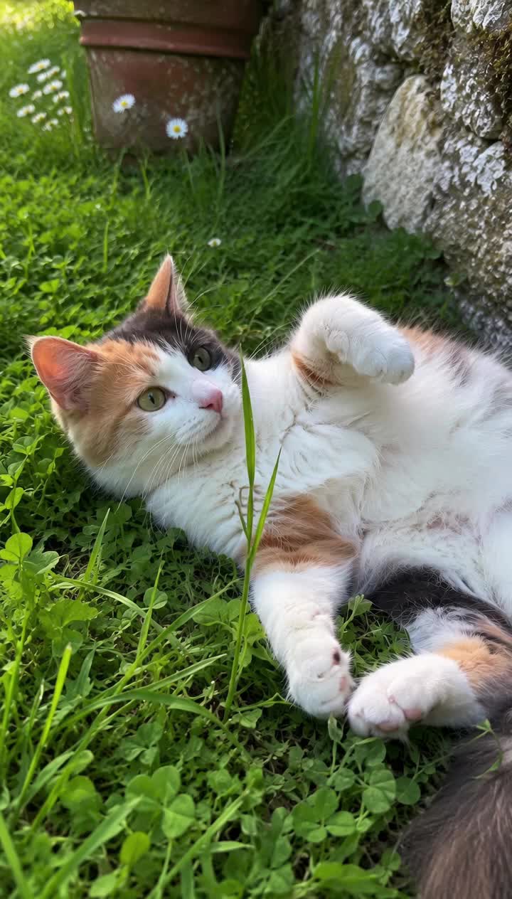 @Relatable Paws