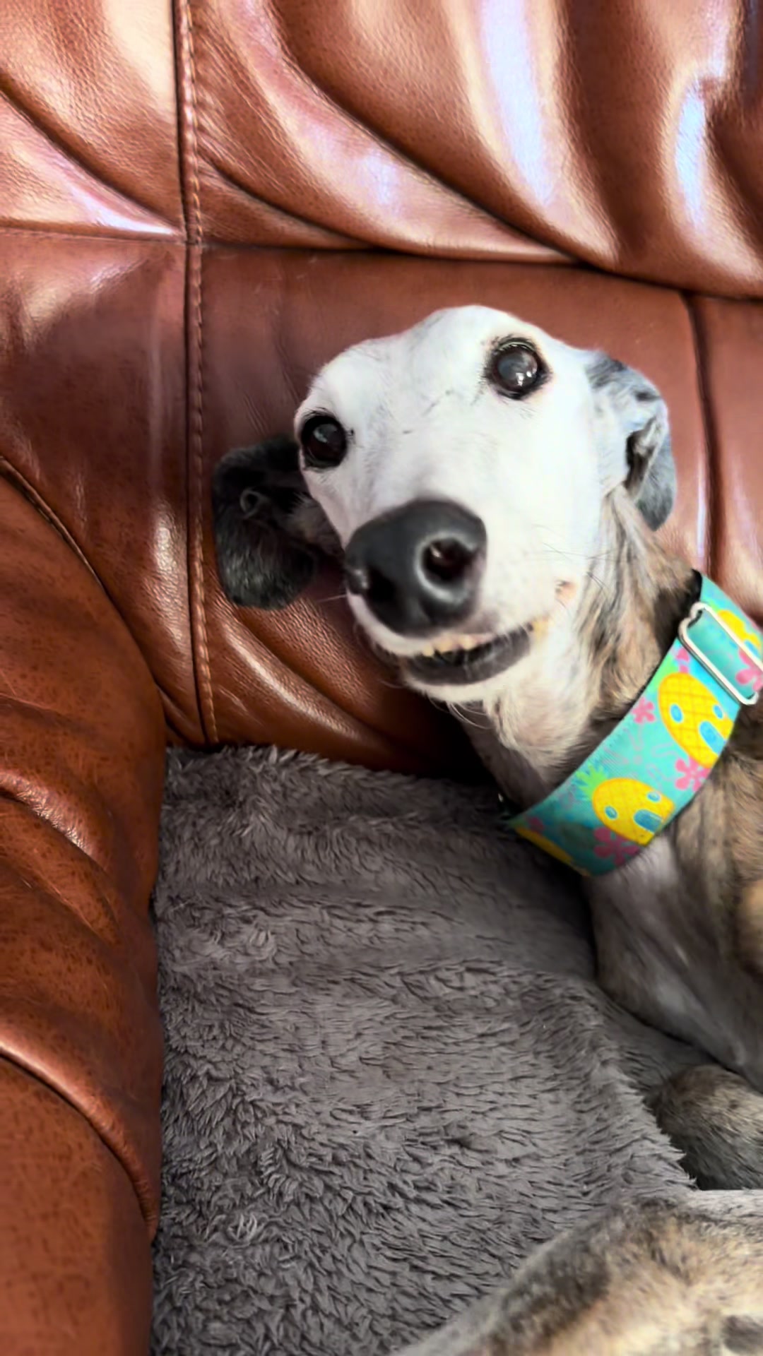 @Galgos del Sol
