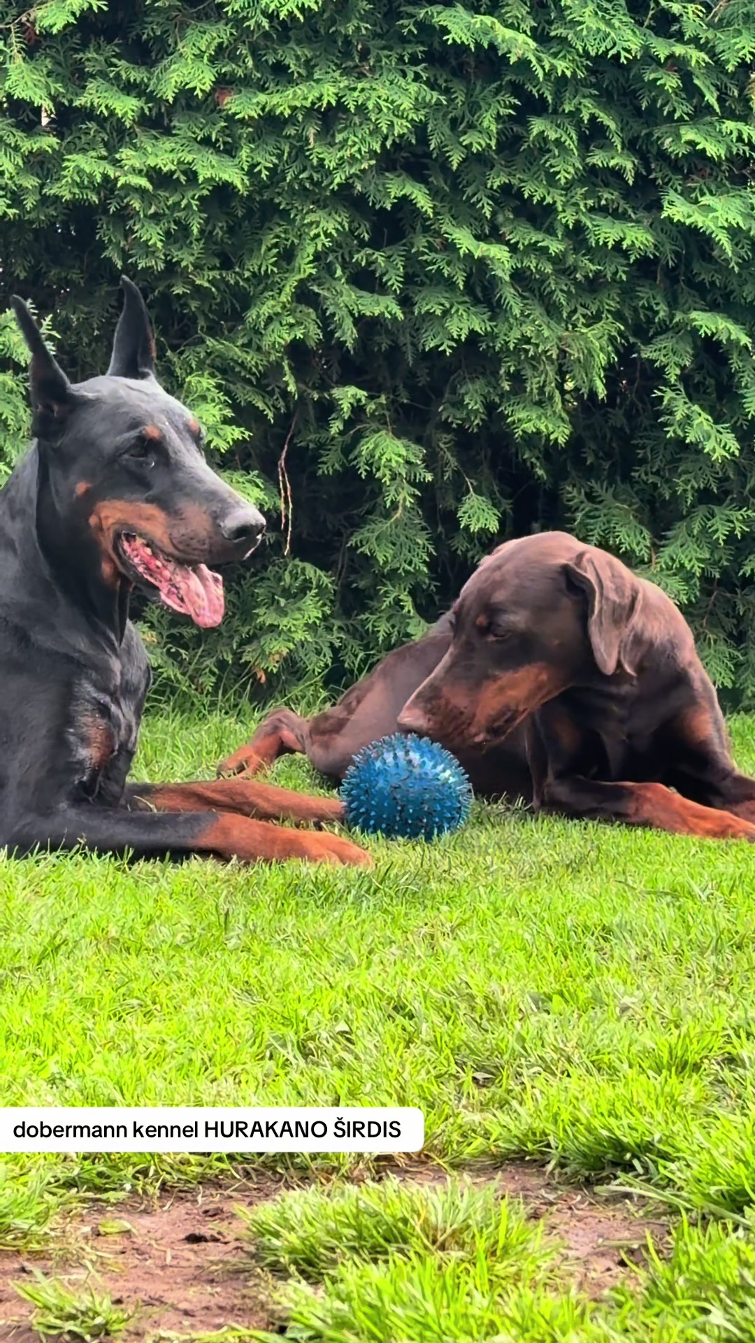 @Egle & The Dobermanns