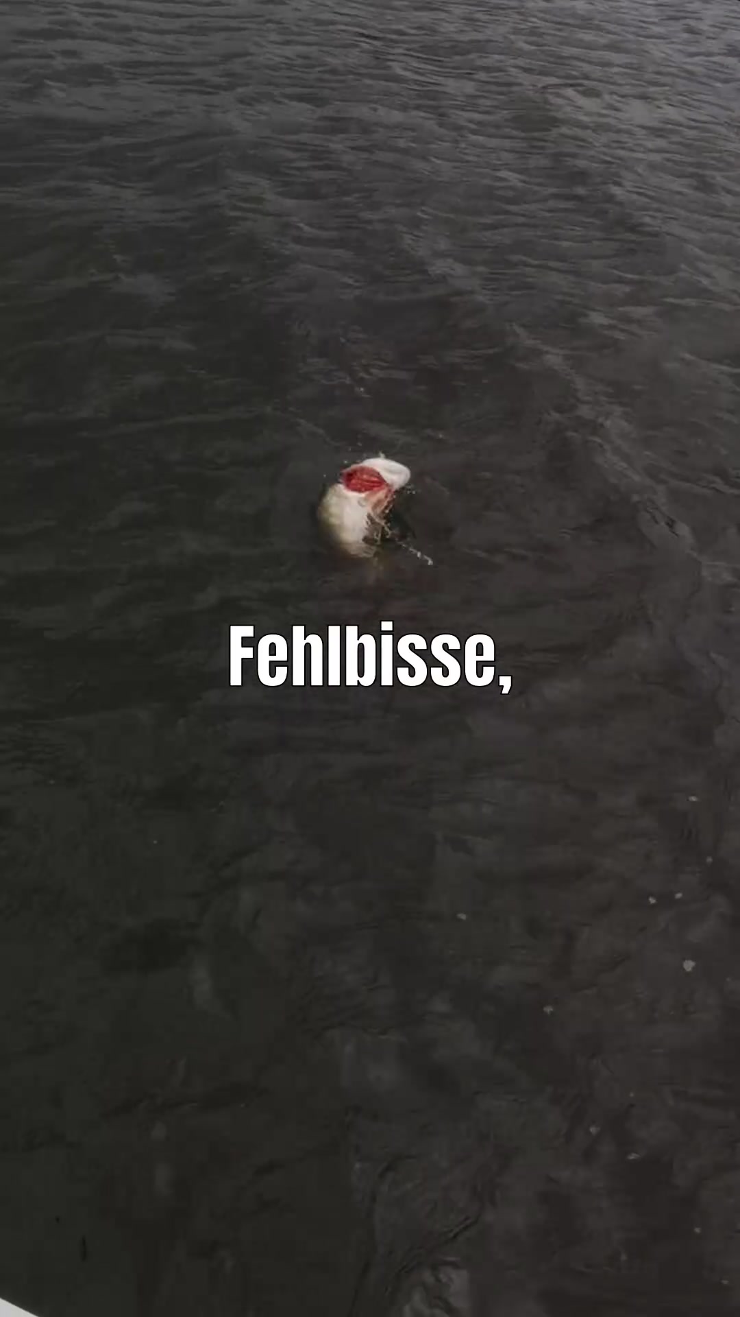 @Fischbulette