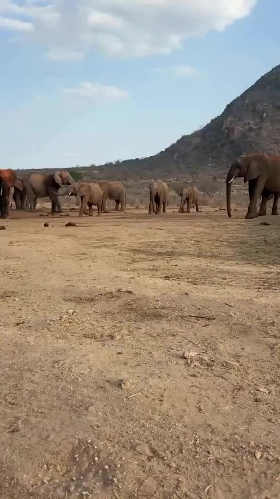 @SheldrickTrust