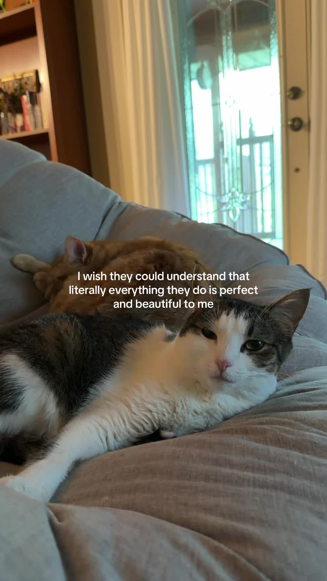 @bink the big orange cat