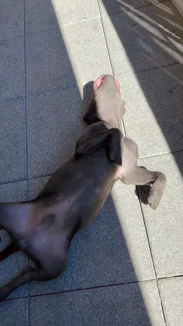 @Shadowlestaffy🐾