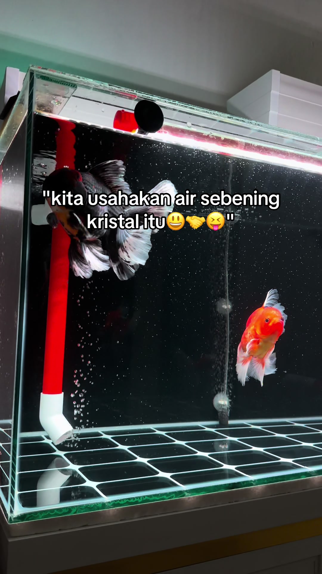 @Koko Koki