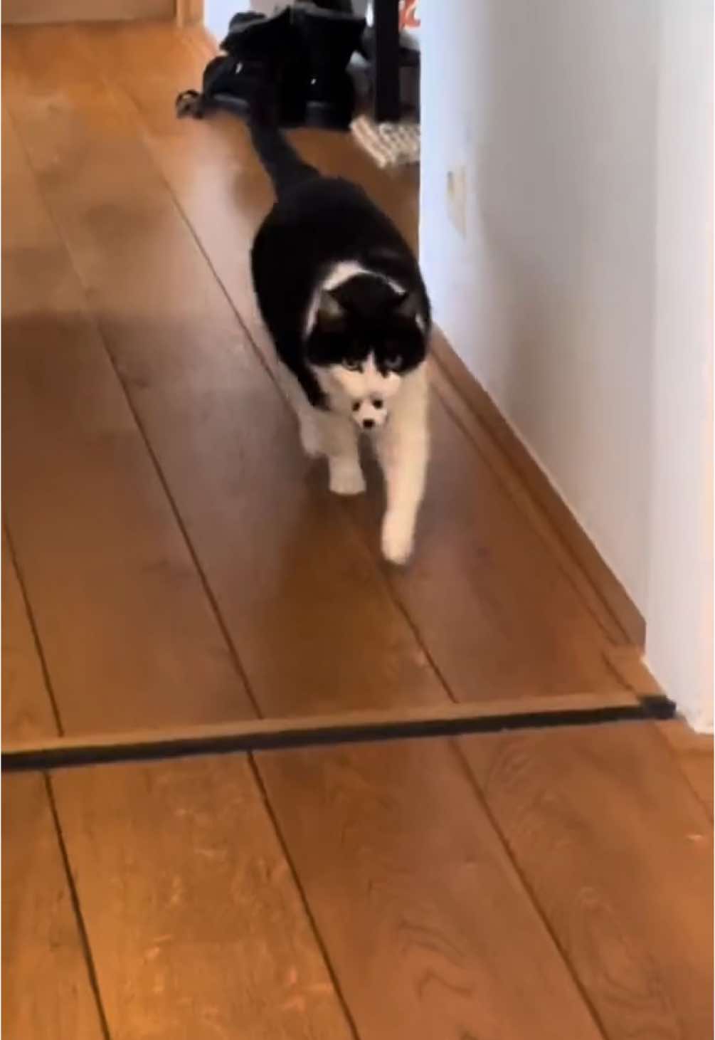 @Kobe the Kitty