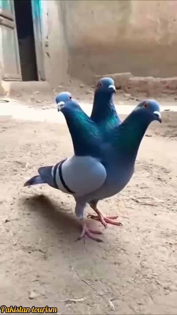 @Ameena Ammeena