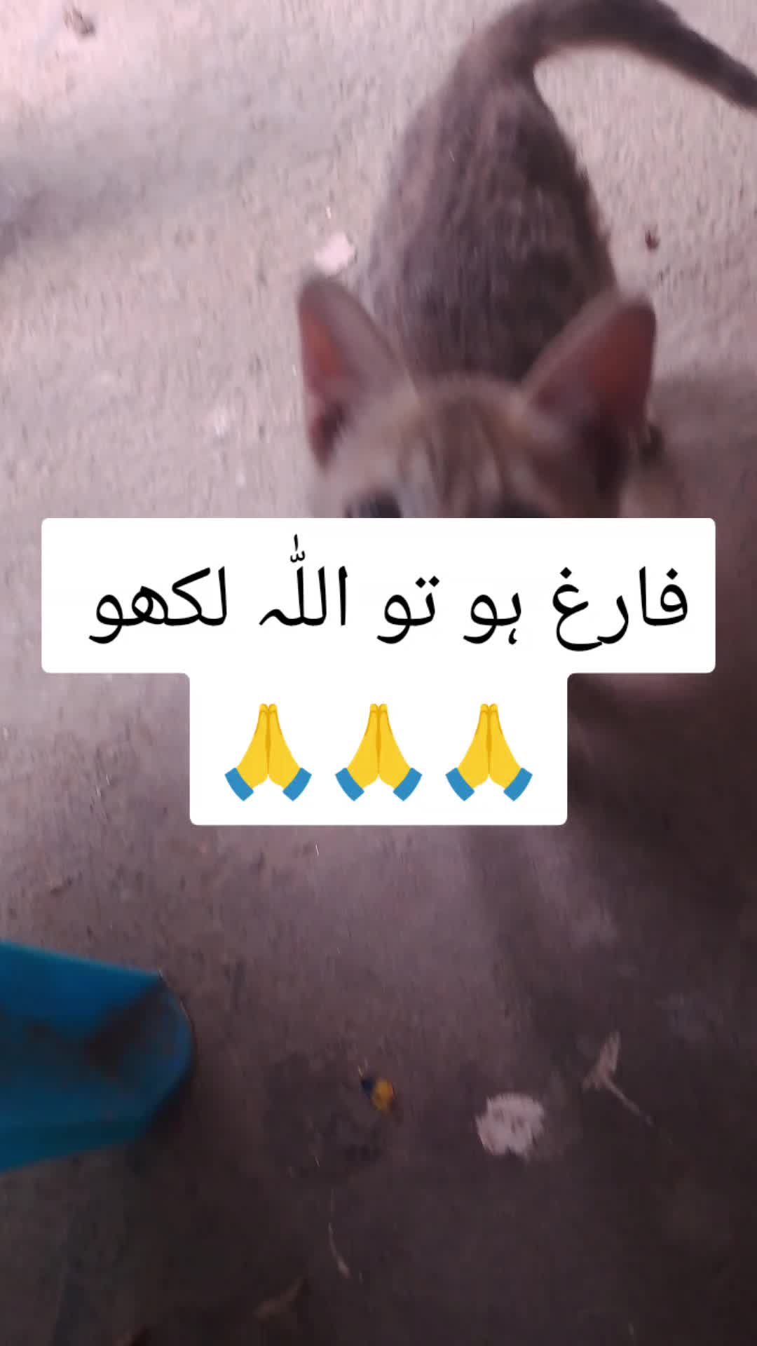 @𝗜𝗦𝗟𝗔𝗠𝗜𝗖 𝗩𝗜𝗕𝗘𝗦 ✅