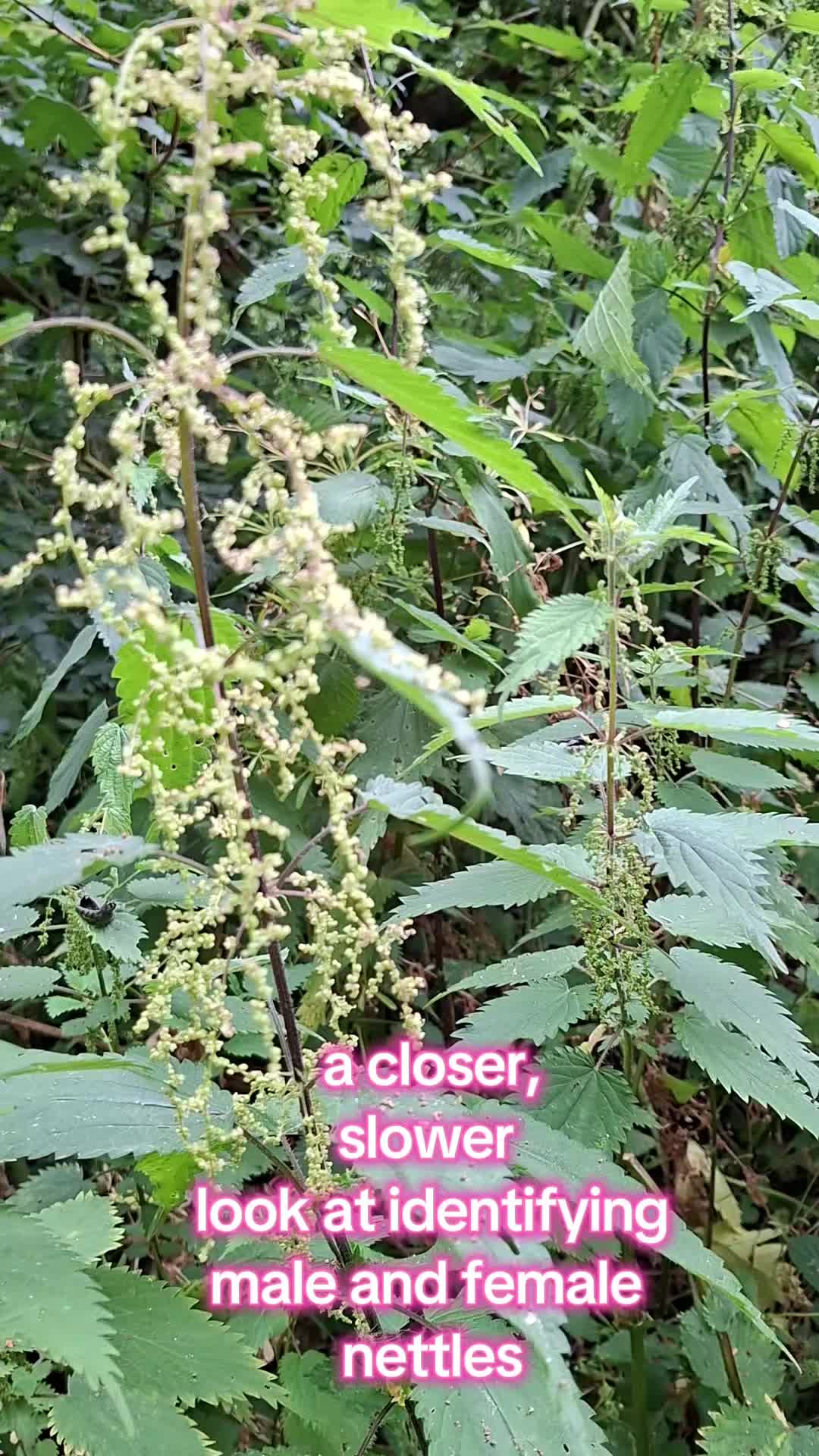 @HomesteadHerbal
