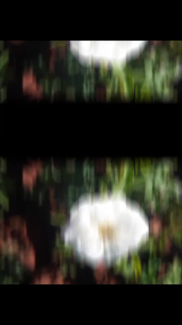 @بنت كردي