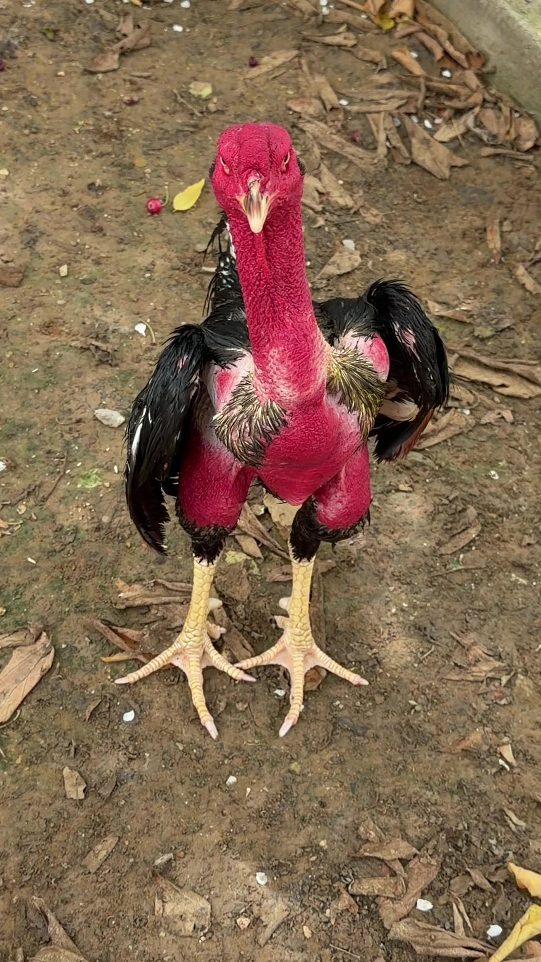 @Quốc kh&aacute;nh
