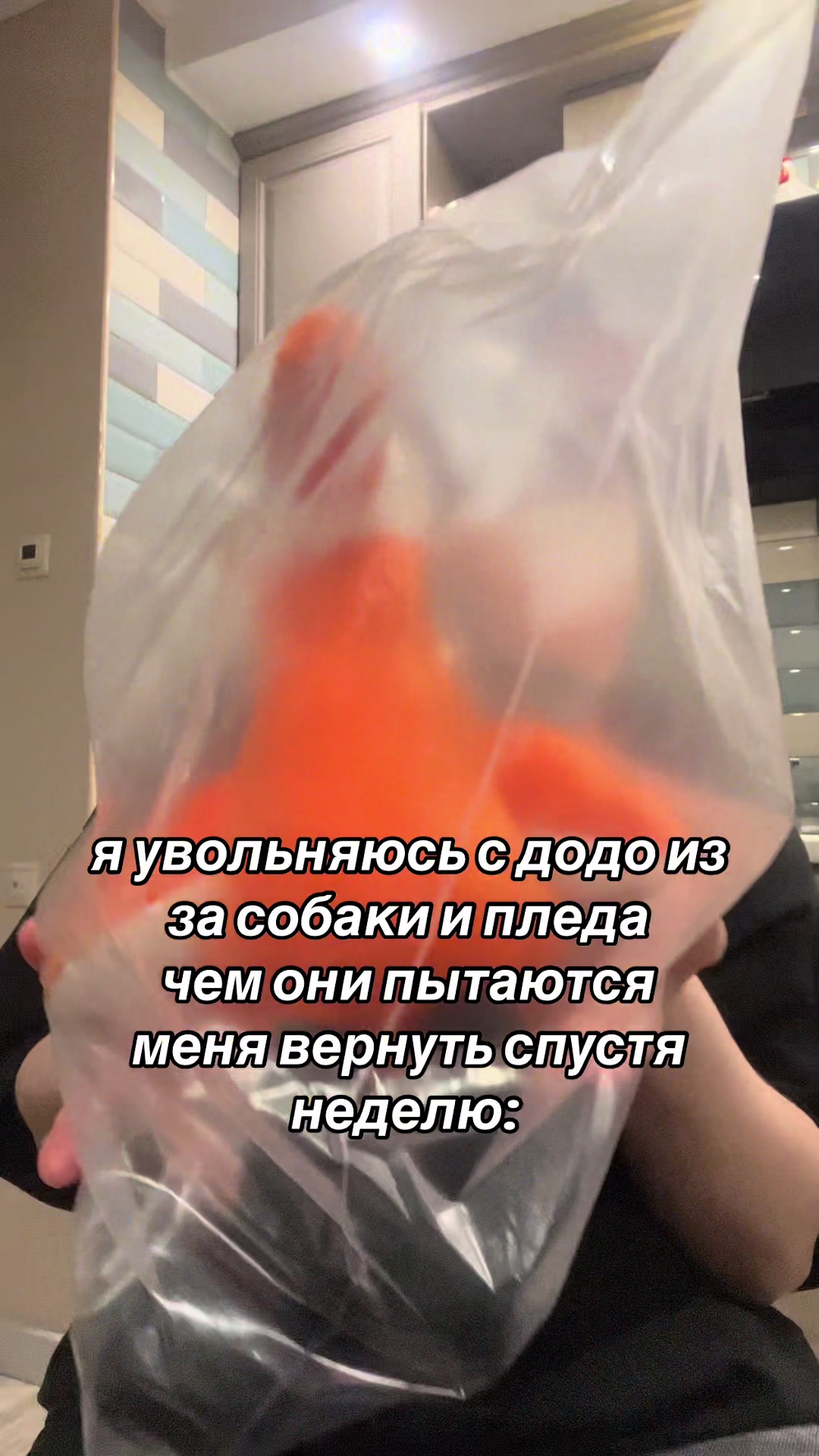 @pingu