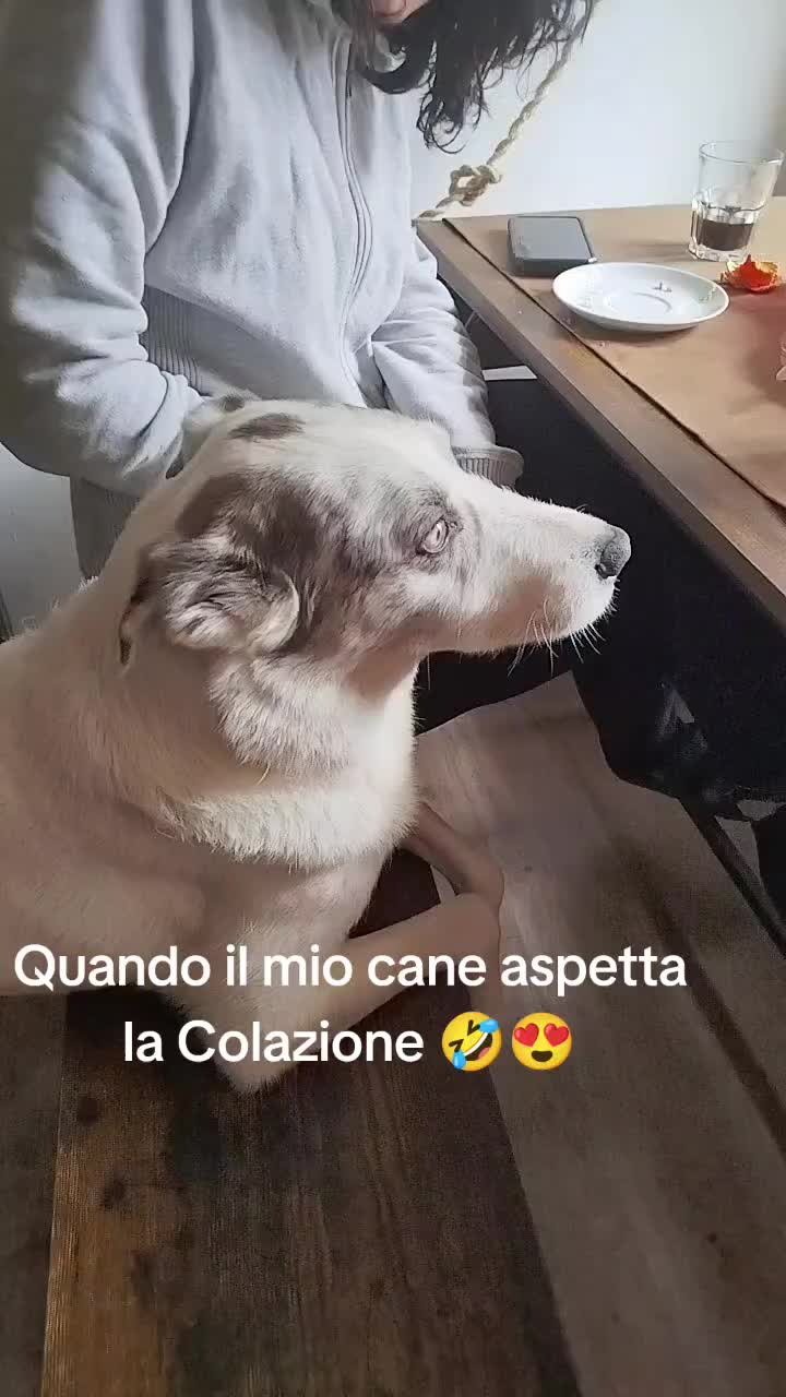 @ho.adottato.un.canesordo