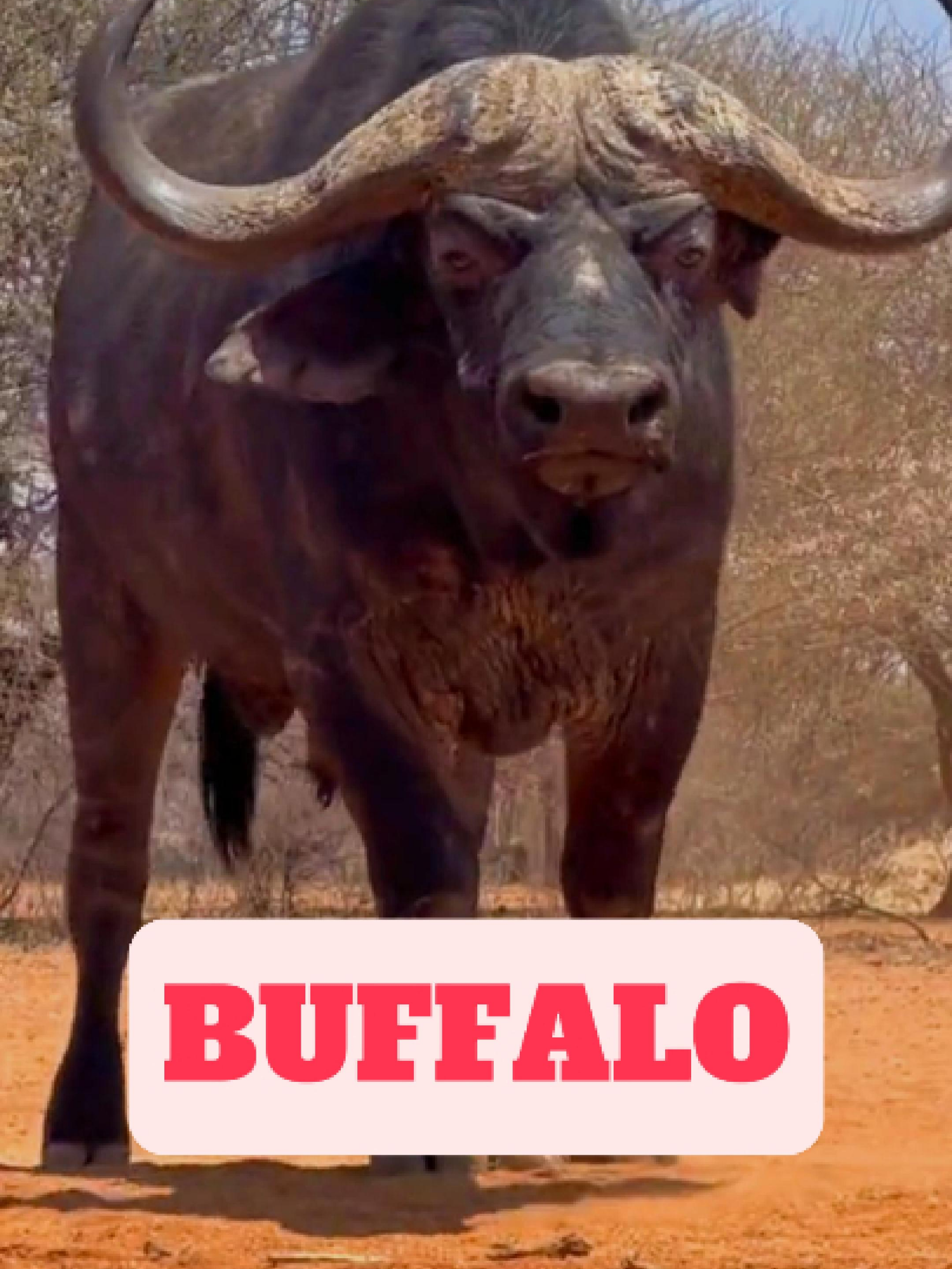 @WildlifeWonderTV Animal Facts