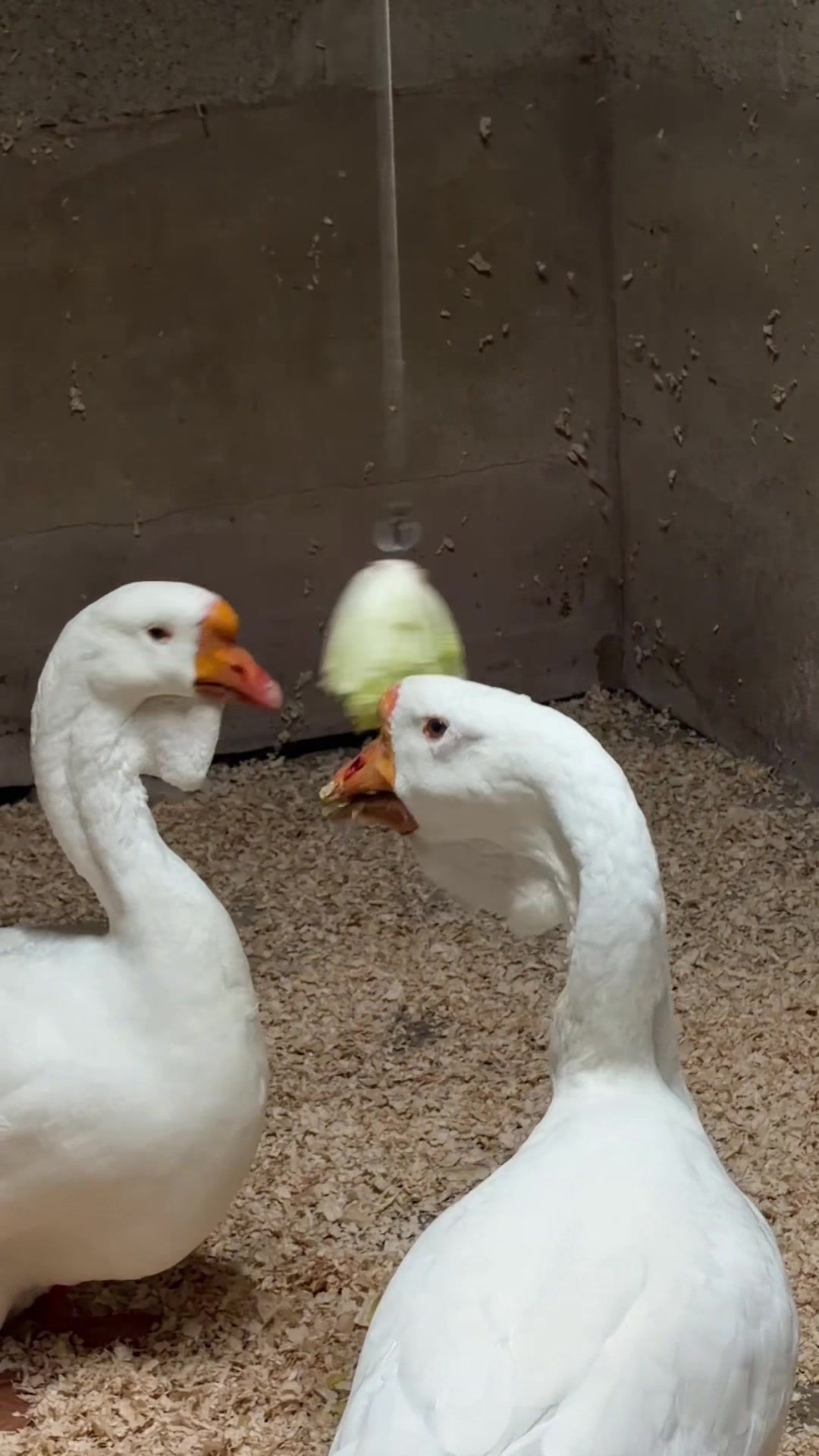 @Willsbirdsanddogs