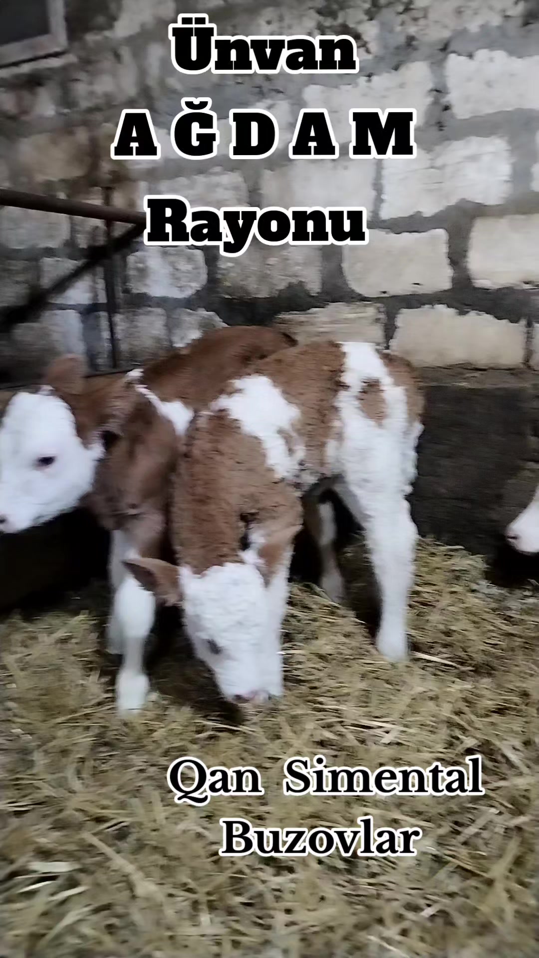 @Сарван 02