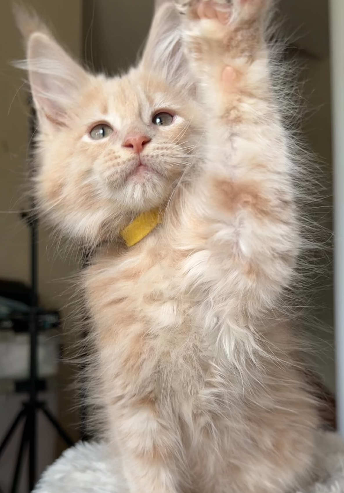 @Mossy&ensp;Cottage&ensp;Maine&ensp;Coons&ensp;🌙