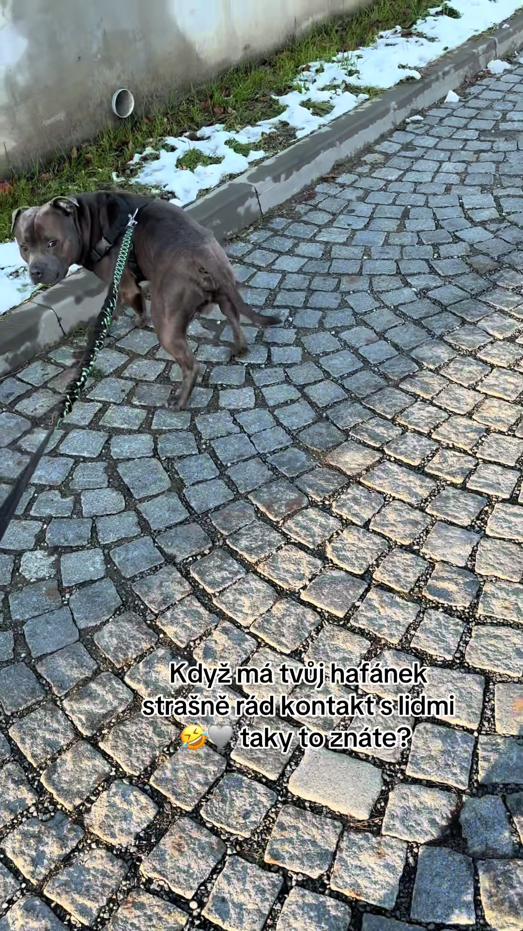 @Beast animal