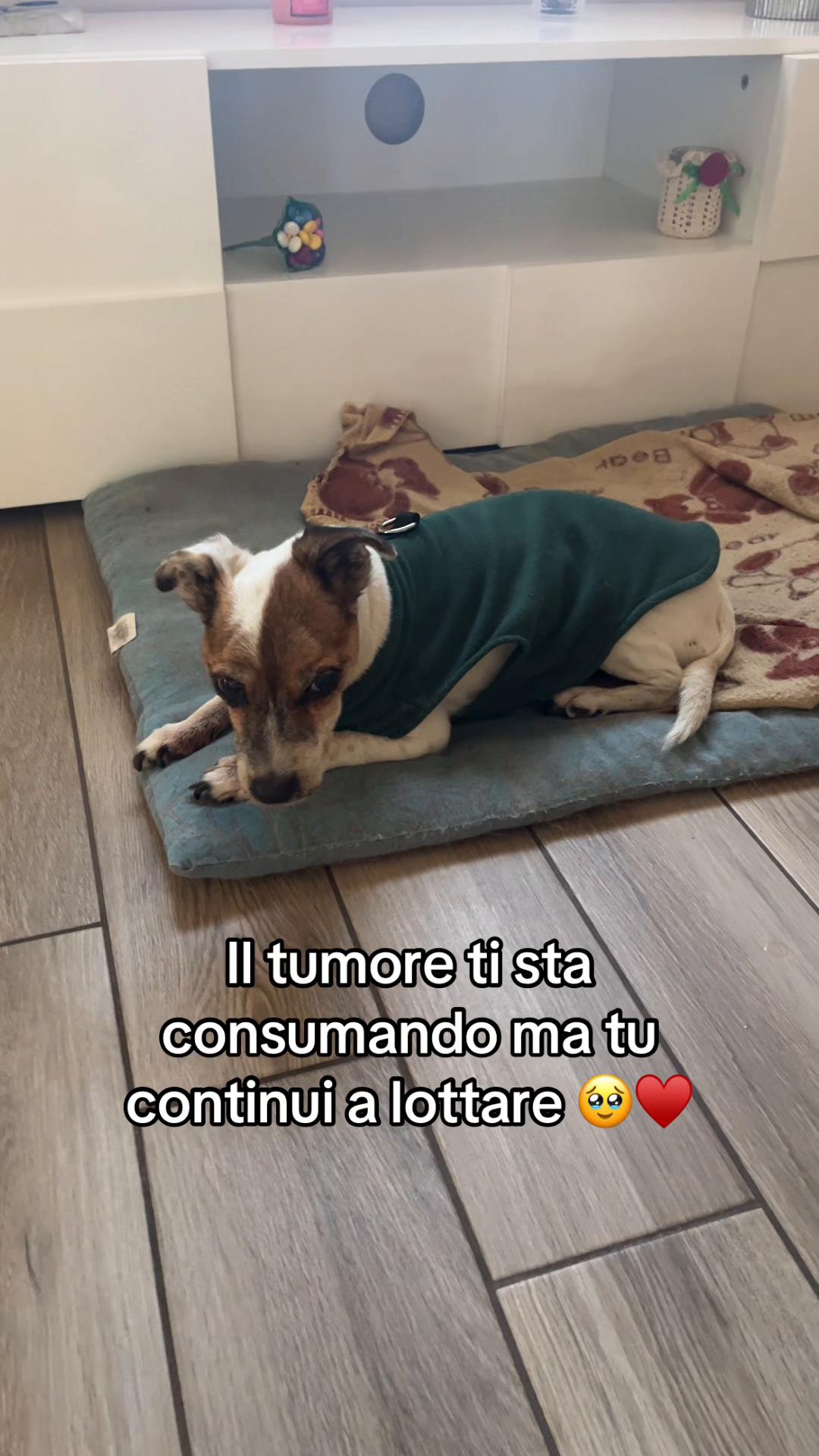 @The Queen 👑 My Dog Family &hearts;️