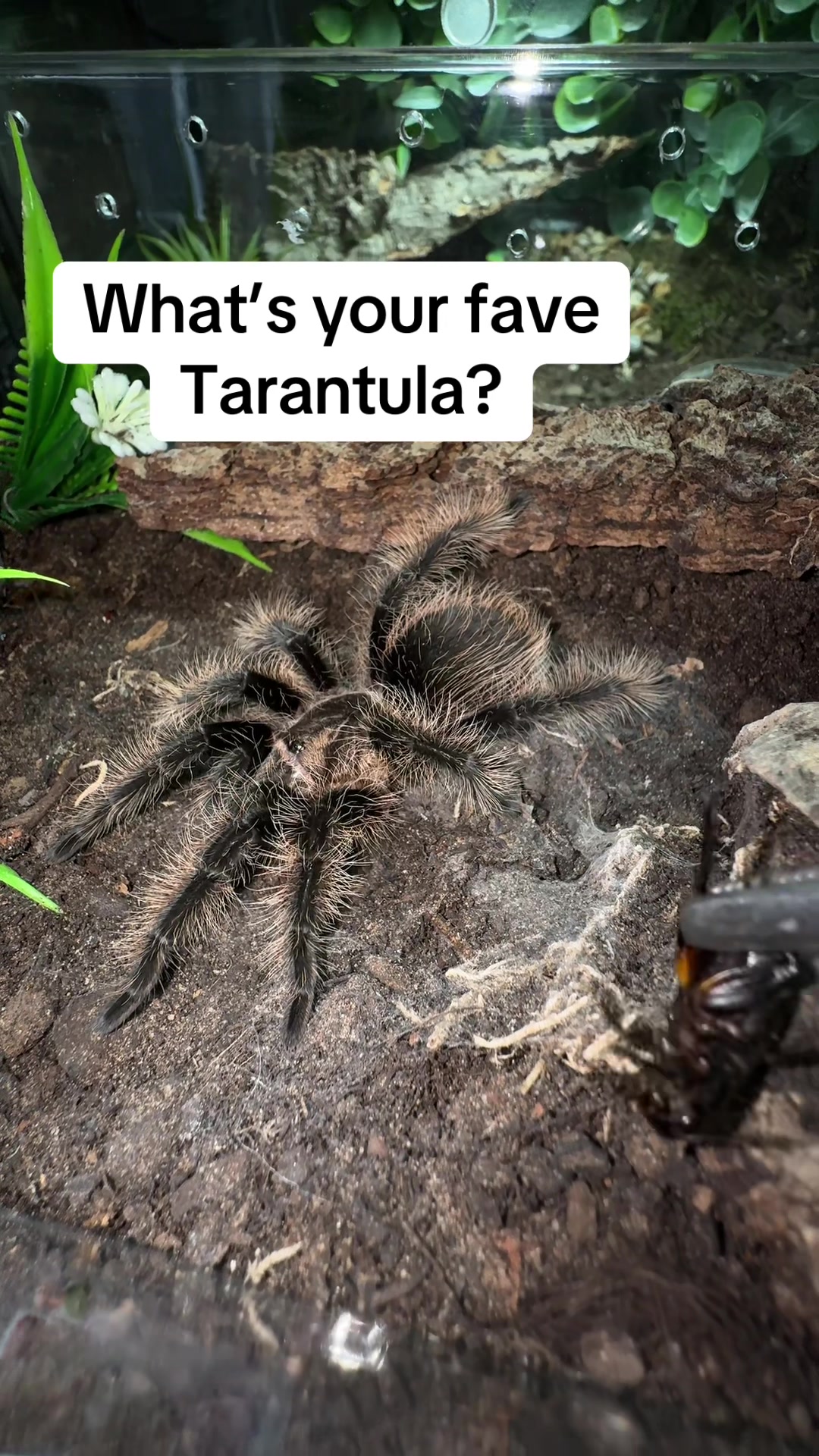 @TommyTarans