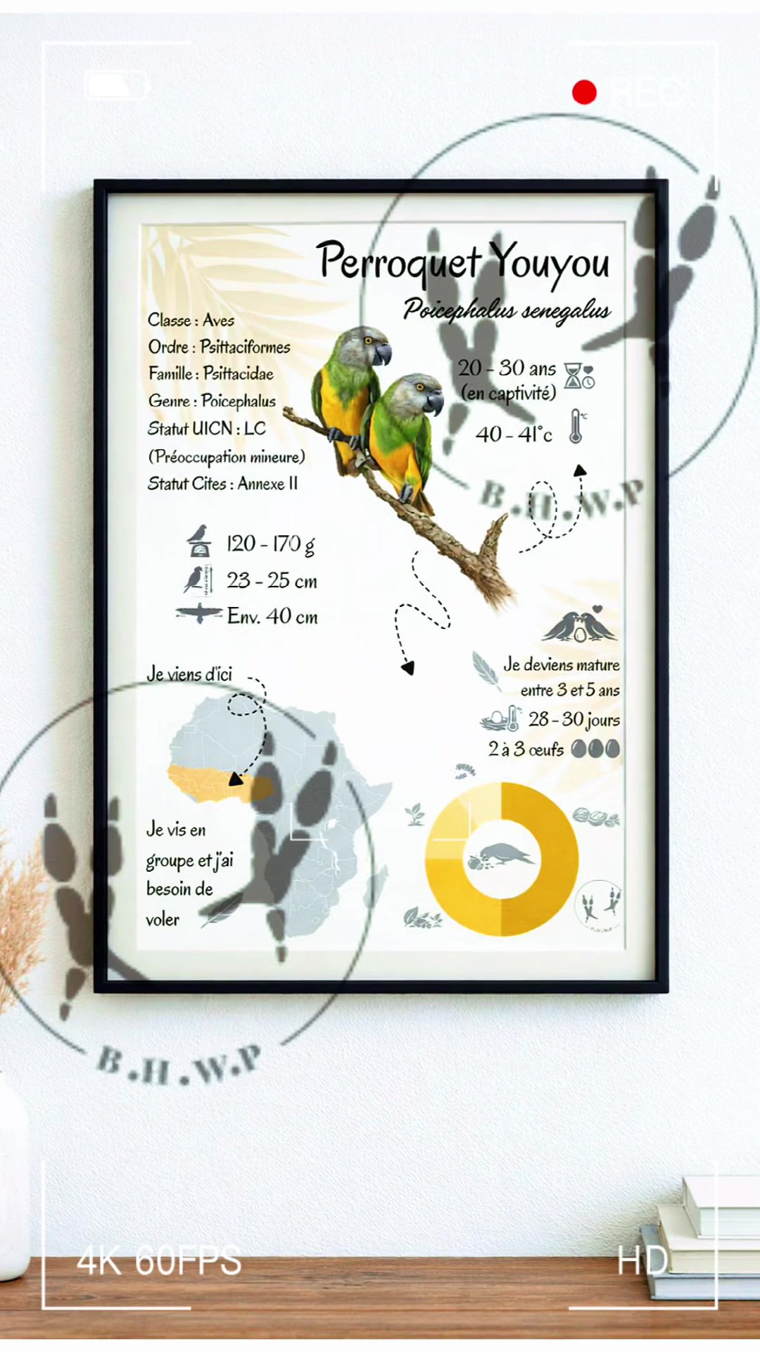 @(C&eacute;lia)BeHappyWithParrots🦜