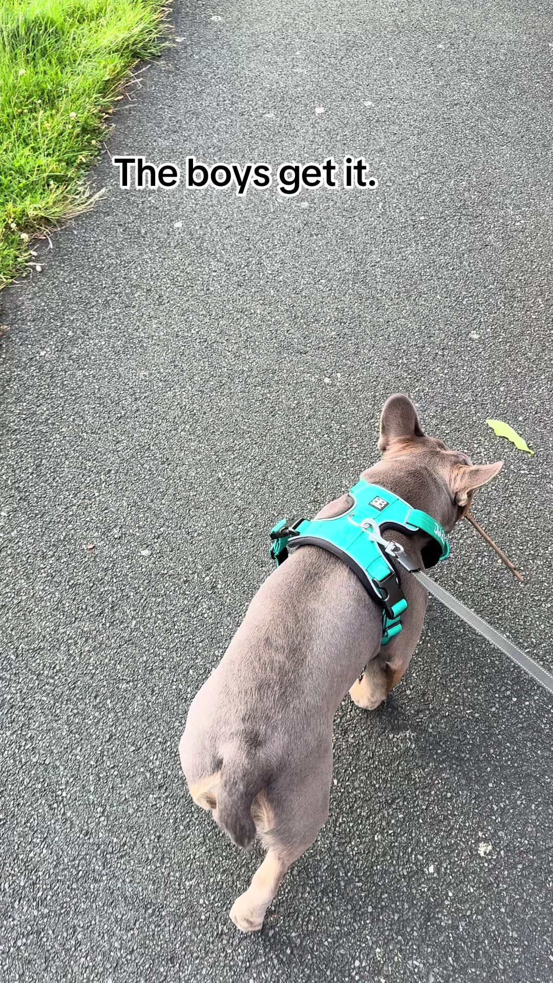 @Diablo the frenchie