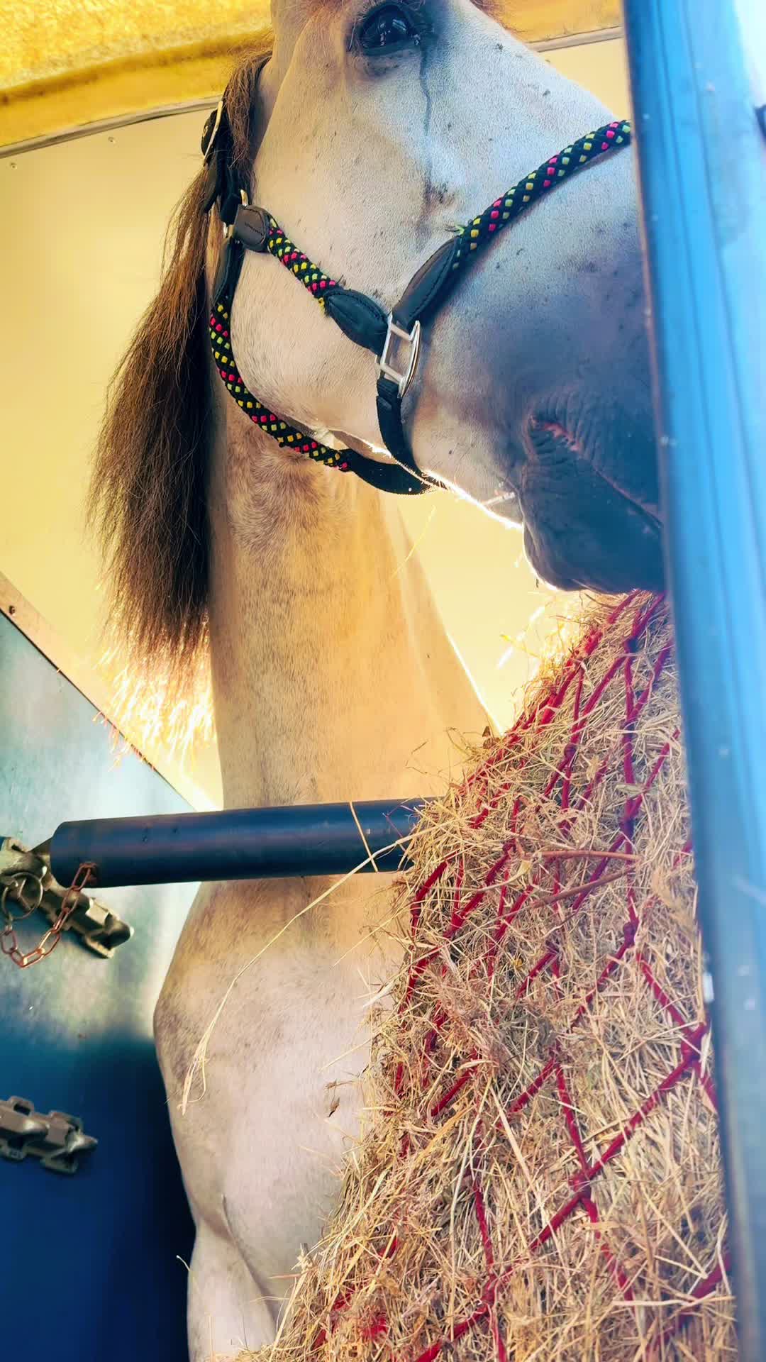 @Slough horses