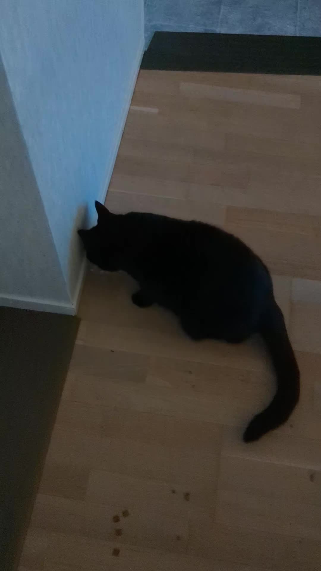 @♥️🌸 Värmland Nina 🇧🇻🇸🇪🌸