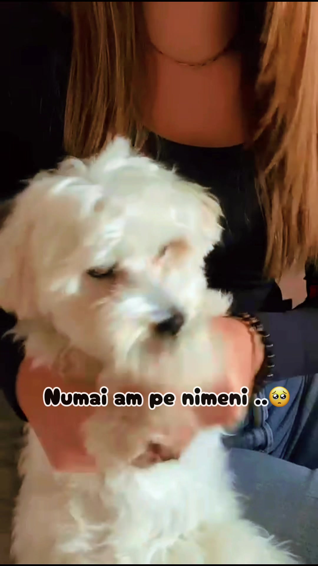 @Vipera