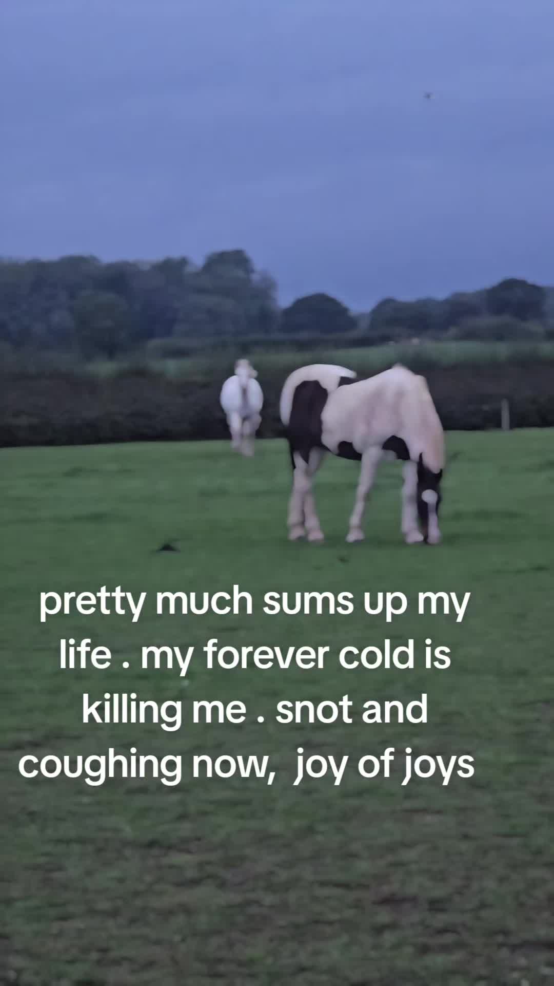 @ponymidlifecrisis